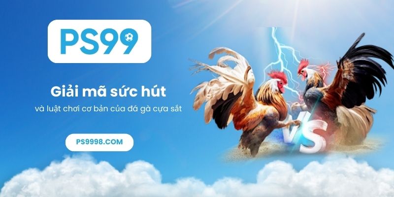 Giải mã sức hút và luật chơi cơ bản của đá gà cựa sắt